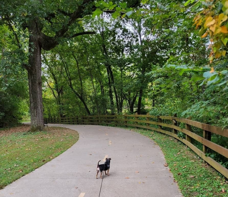 Dog on a nature trail