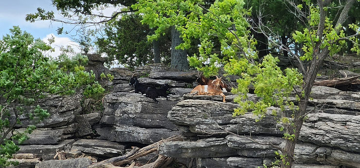 2 goats laying on rocks on Lake Tenkiller in Oklahoma