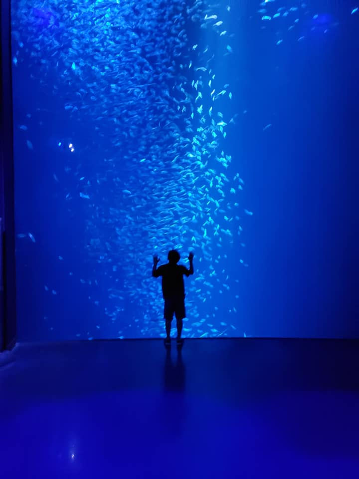 Boy Silhouette Large Aquarium with fish