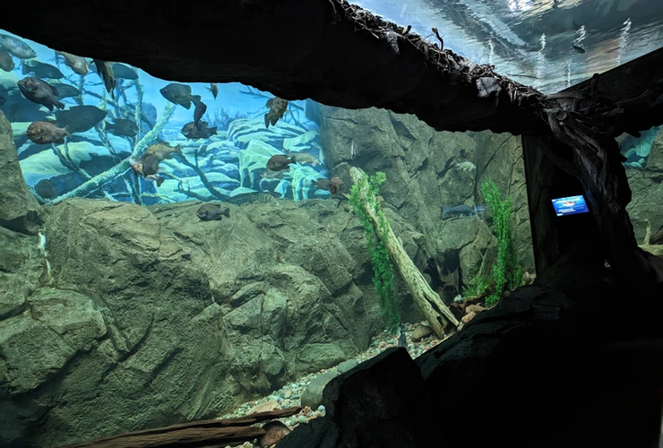 aquarium at wow museum