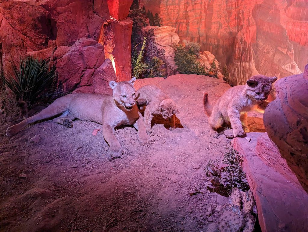 Taxidermy Cats Museum Display at Wonders of Wildlife