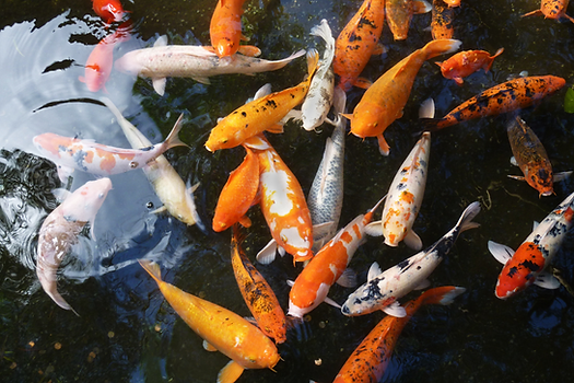 colorful fish swimming  in botanical garden pond