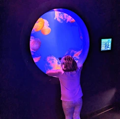 Child looking into aquarium at wonders of wildlife museum