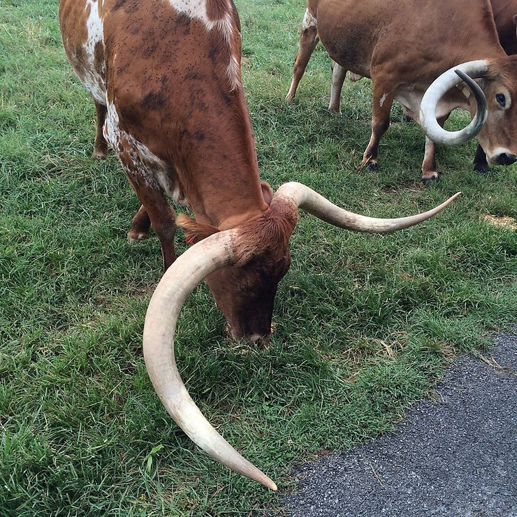 Closeup view of two longhorns grazing