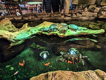 turtles at bass pro shops