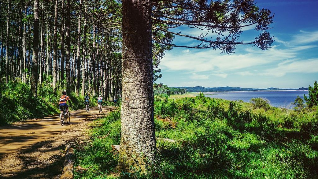 mountain biking in the woods