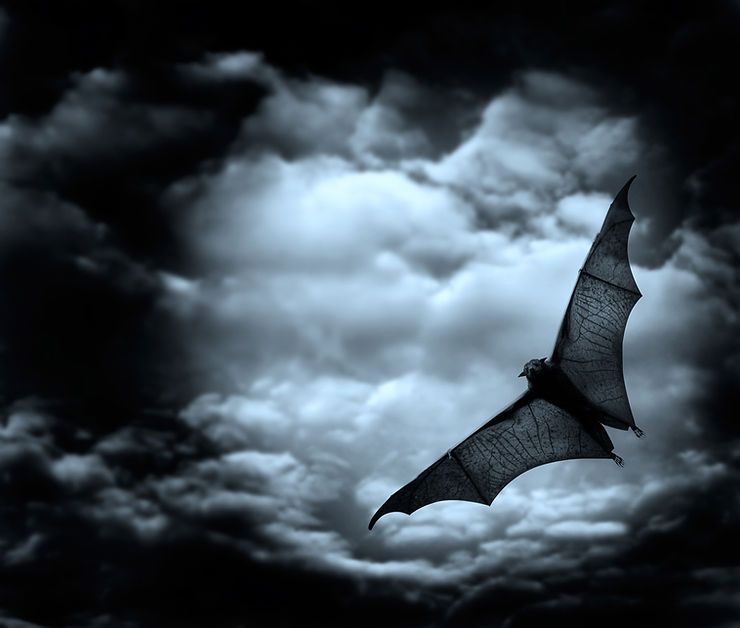 bat in the night sky