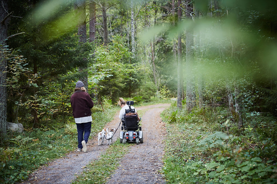 Person on electric scooter explores path with dogs