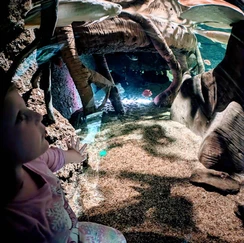 View inside aquarium at wonders of wildlife museum