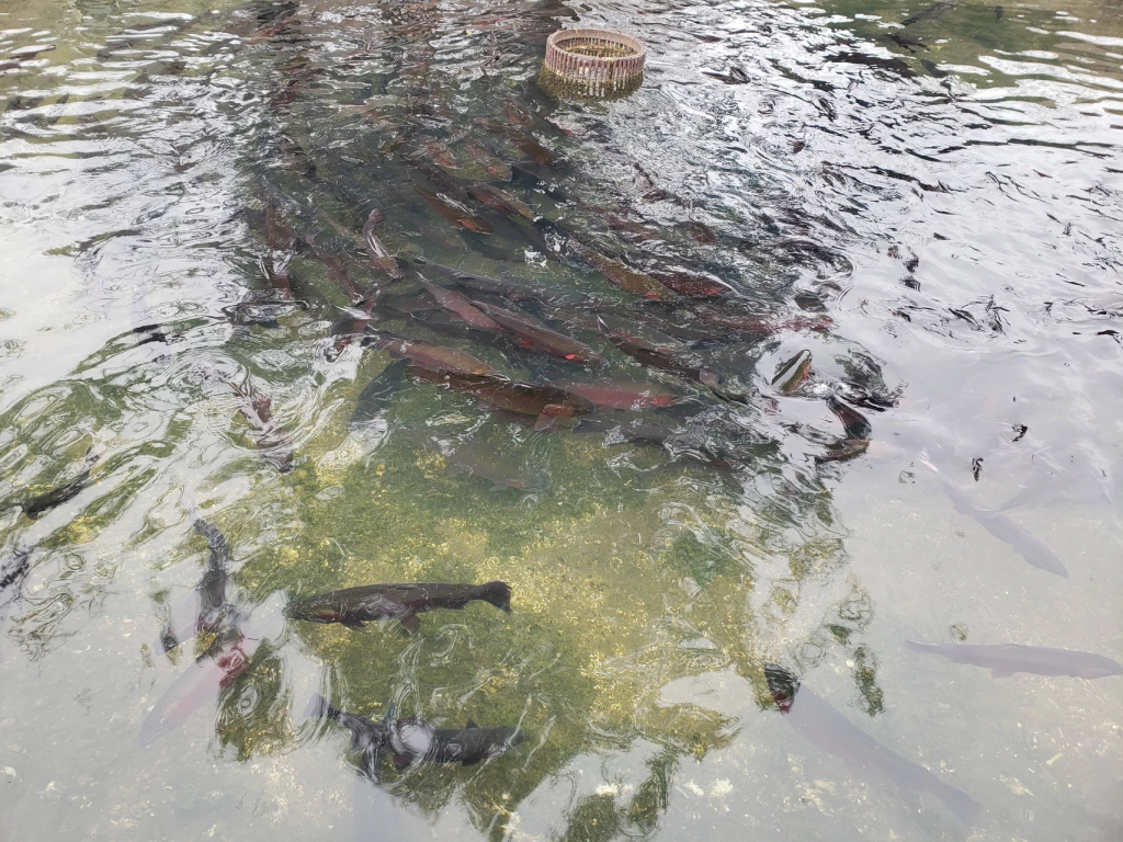 trout at roaring river