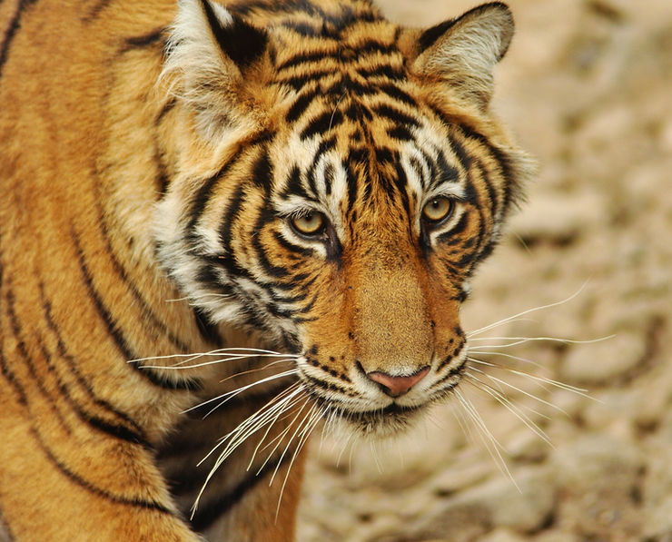 Experience Turpentine Creek Wildlife Rescue!