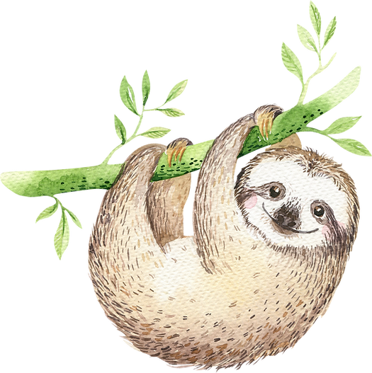 drawing of sloth