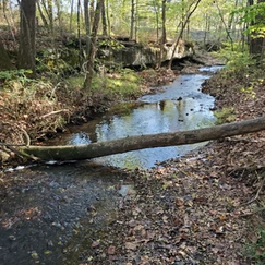 Small creek with large log over it