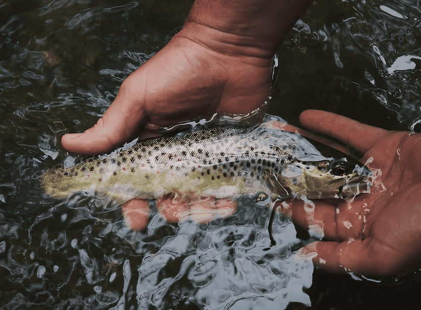 kid holding fish